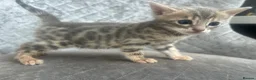 Bengal cats for sale: Gorgeous litter of TICA registered bengal kittens  - Advert 19