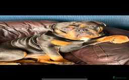 English Bulldog dogs for stud: Old English bulldog stud - Image 1
