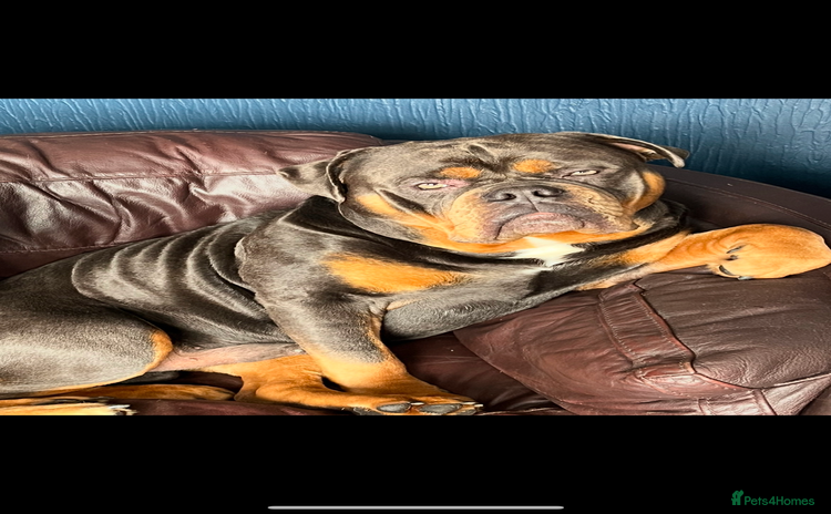 English Bulldog dogs - Advert 1