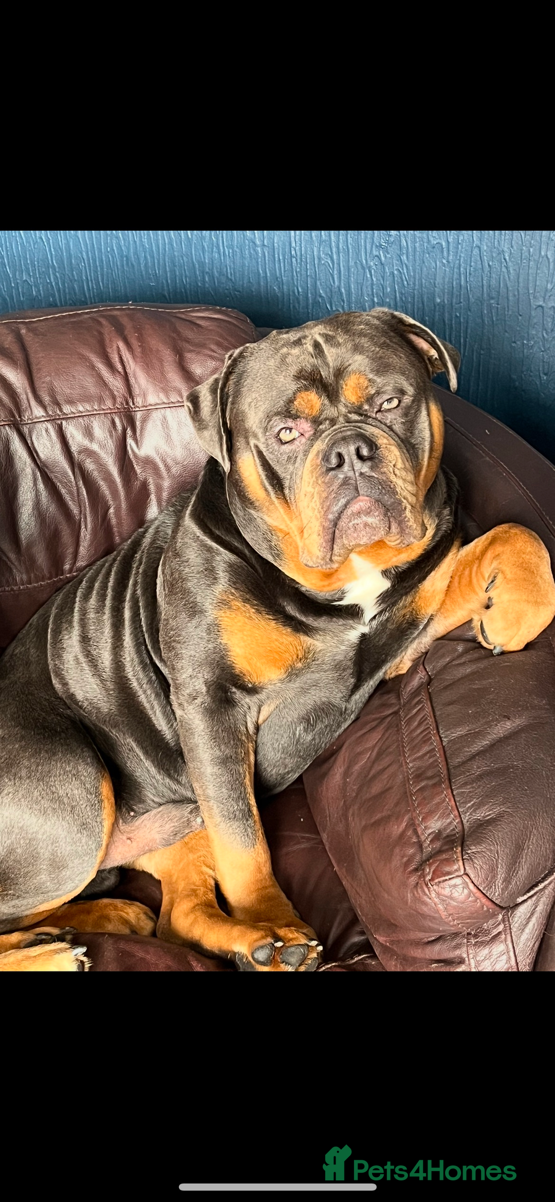 English Bulldog dogs for stud: Old English bulldog stud - Image 1