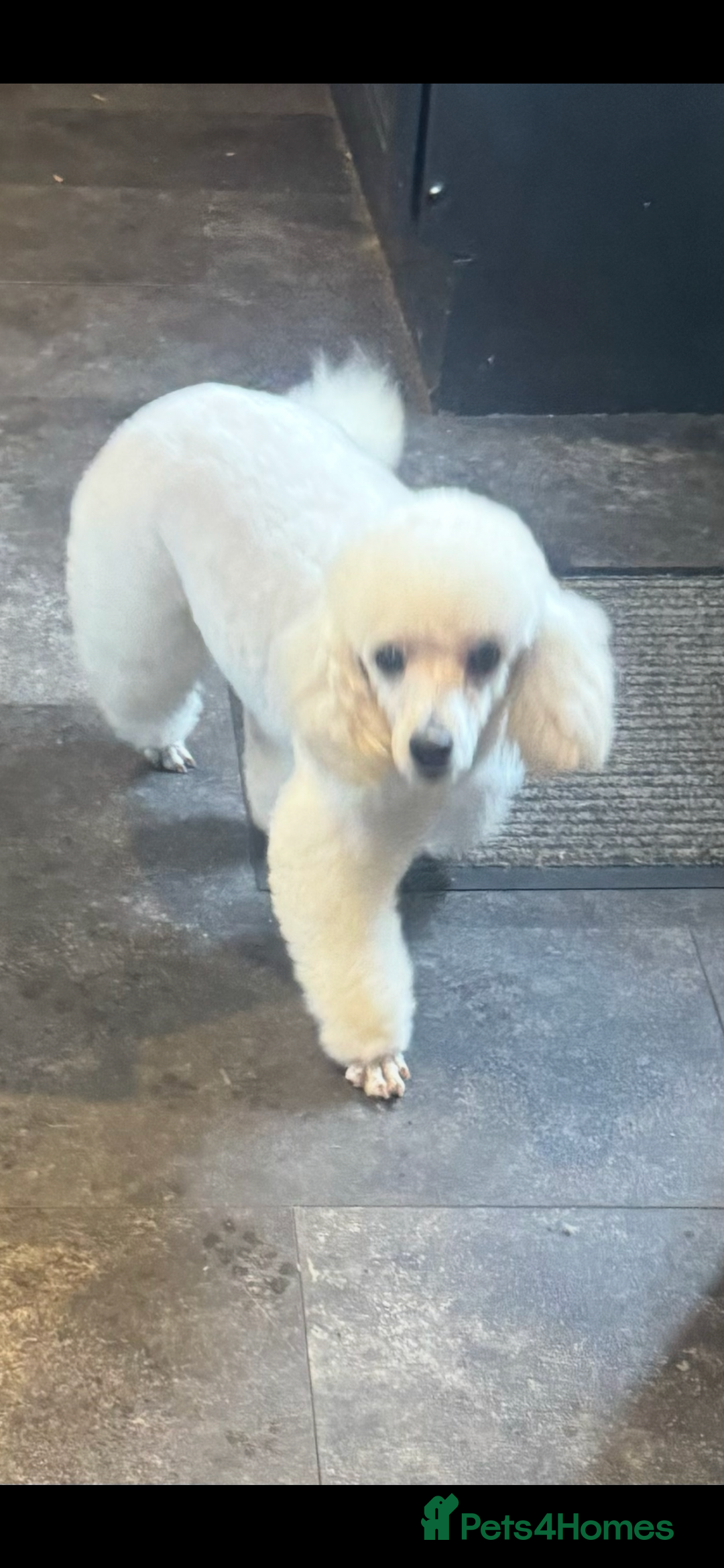 Toy Poodle dogs for sale: KC STUNNING TRUE TOY POODLES  - Advert 6