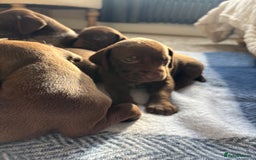 German Shorthaired Pointer dogs for sale: Stunning KC German Shorthaired Pointer Puppies - Image 10