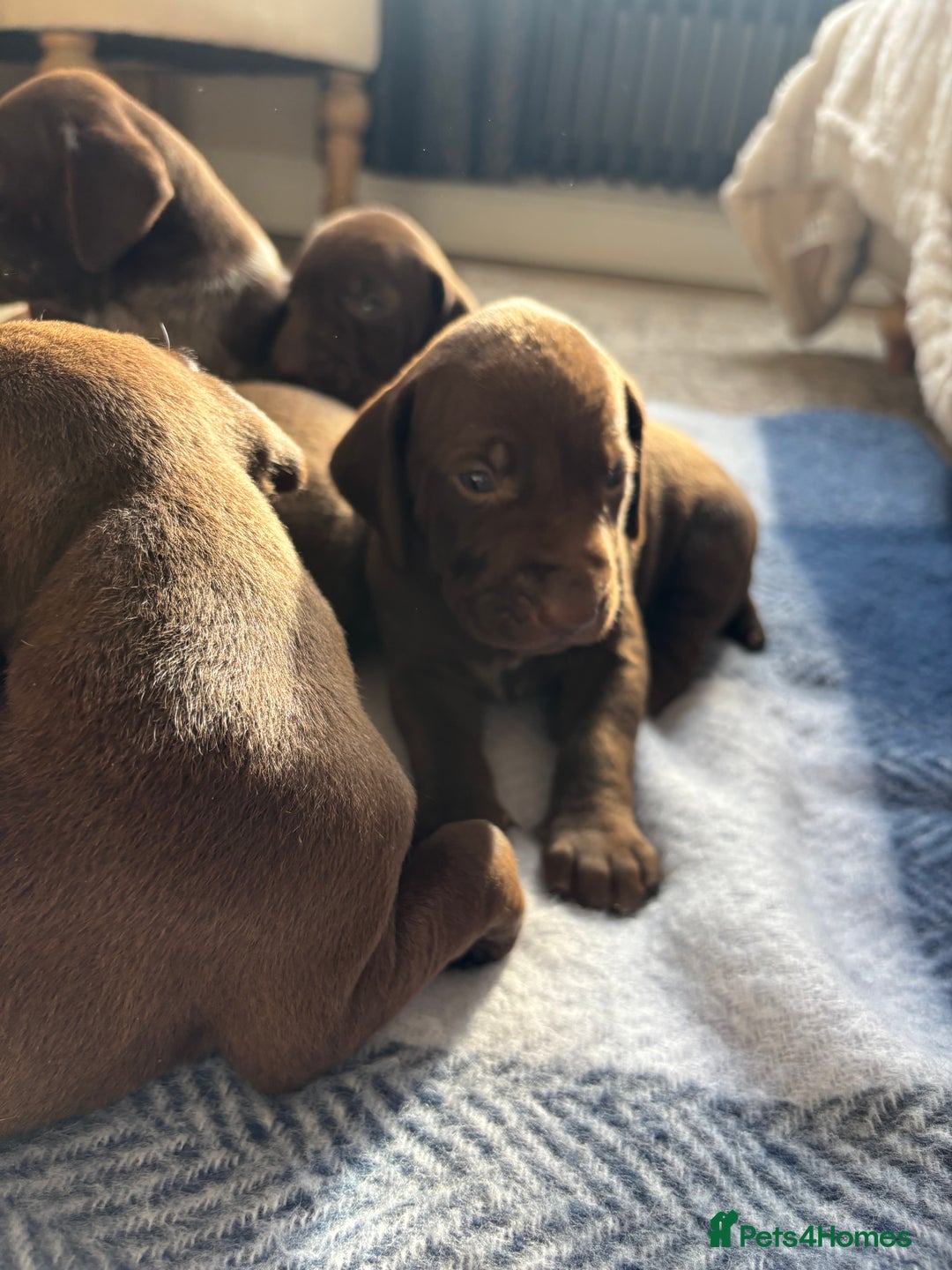 German Shorthaired Pointer dogs for sale: Stunning KC German Shorthaired Pointer Puppies - Image 10