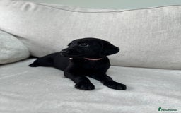 Mixed Breed dogs for sale: 🐾 🧸 *Ready Saturday* Beautiful Doodles 💕🐾 - Image 25