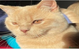 British Shorthair cats for sale: Rehoming Our Precious British Shorthair Cats - Advert 14