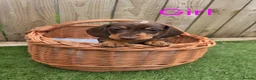 Miniature Dachshund dogs for sale: Adorable Miniature Dachshund Puppies for Sale - Advert 15