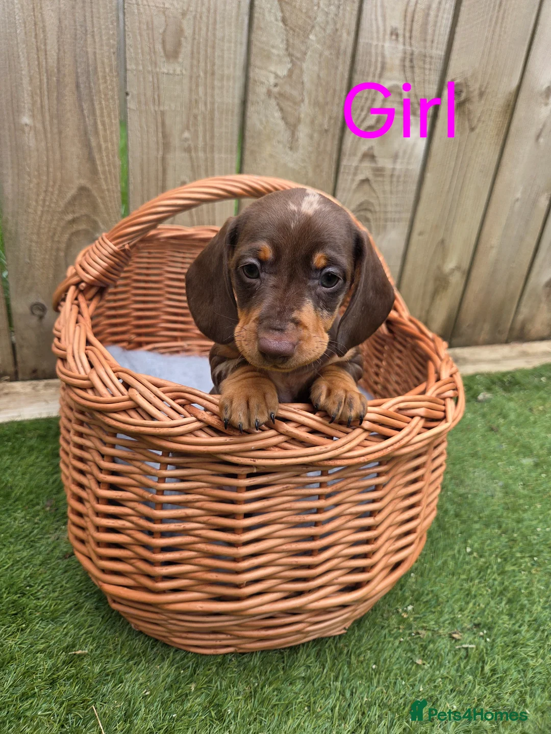 Miniature Dachshund dogs for sale: Adorable Miniature Dachshund Puppies for Sale - Advert 15