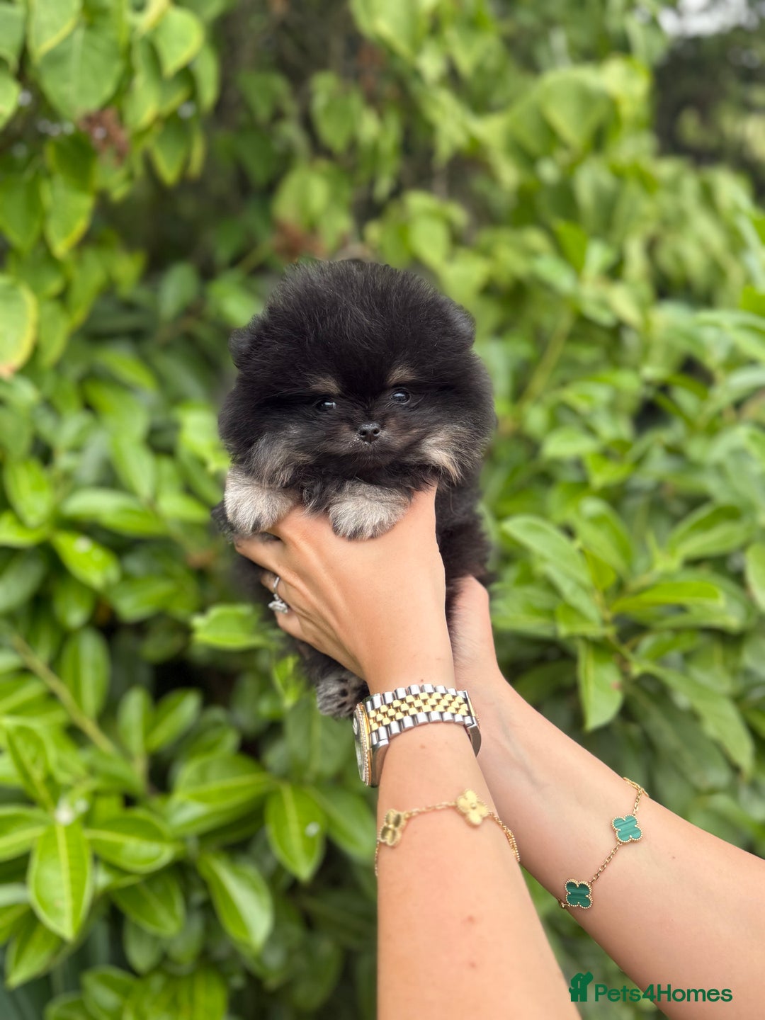 Pomeranian dogs for sale: BOYs AVAILABLE - Image 3