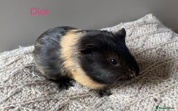 Guinea Pig rodents for sale: Guinea Pigs – Dartington, Devon 🐹  - Image 3