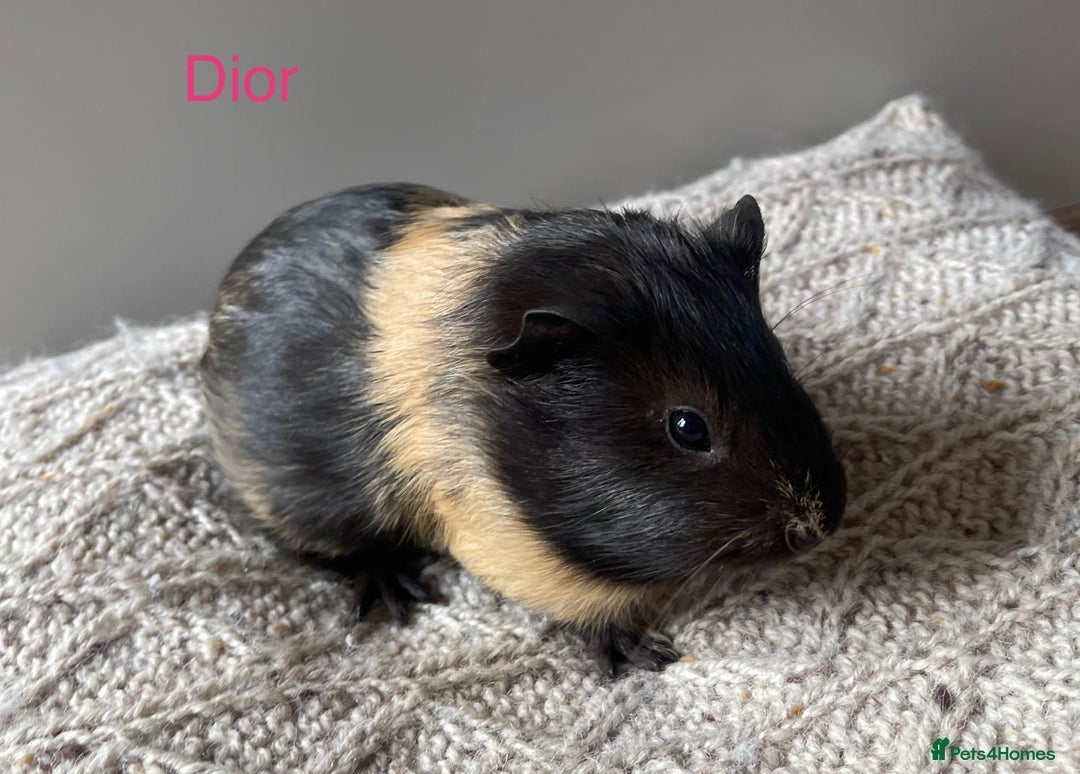 Guinea Pig rodents for sale: Guinea Pigs – Dartington, Devon 🐹  - Image 3