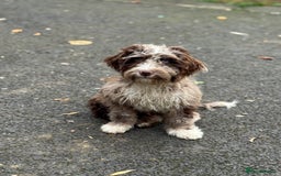Cockapoo dogs for sale: Toy CockerPoo - Image 3