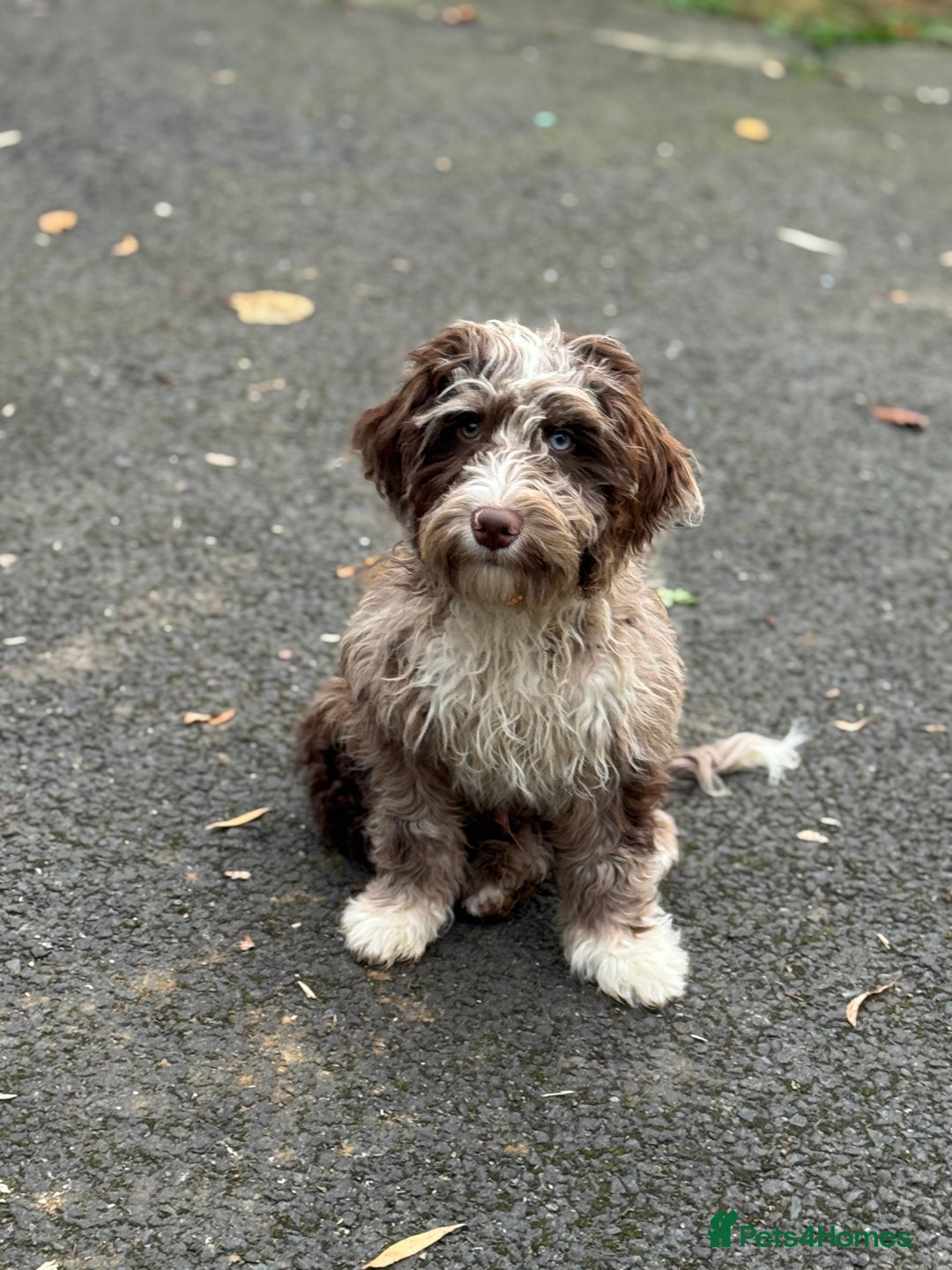 Cockapoo dogs for sale: Toy CockerPoo - Image 3