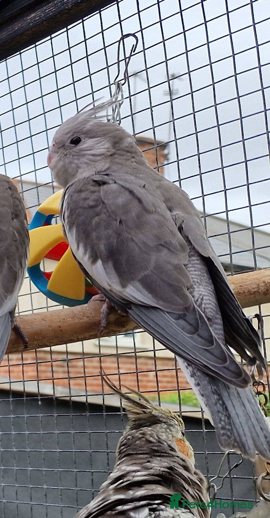 Cockatiels birds 2 8 week old cockatiels for sale £90 each - Advert 17