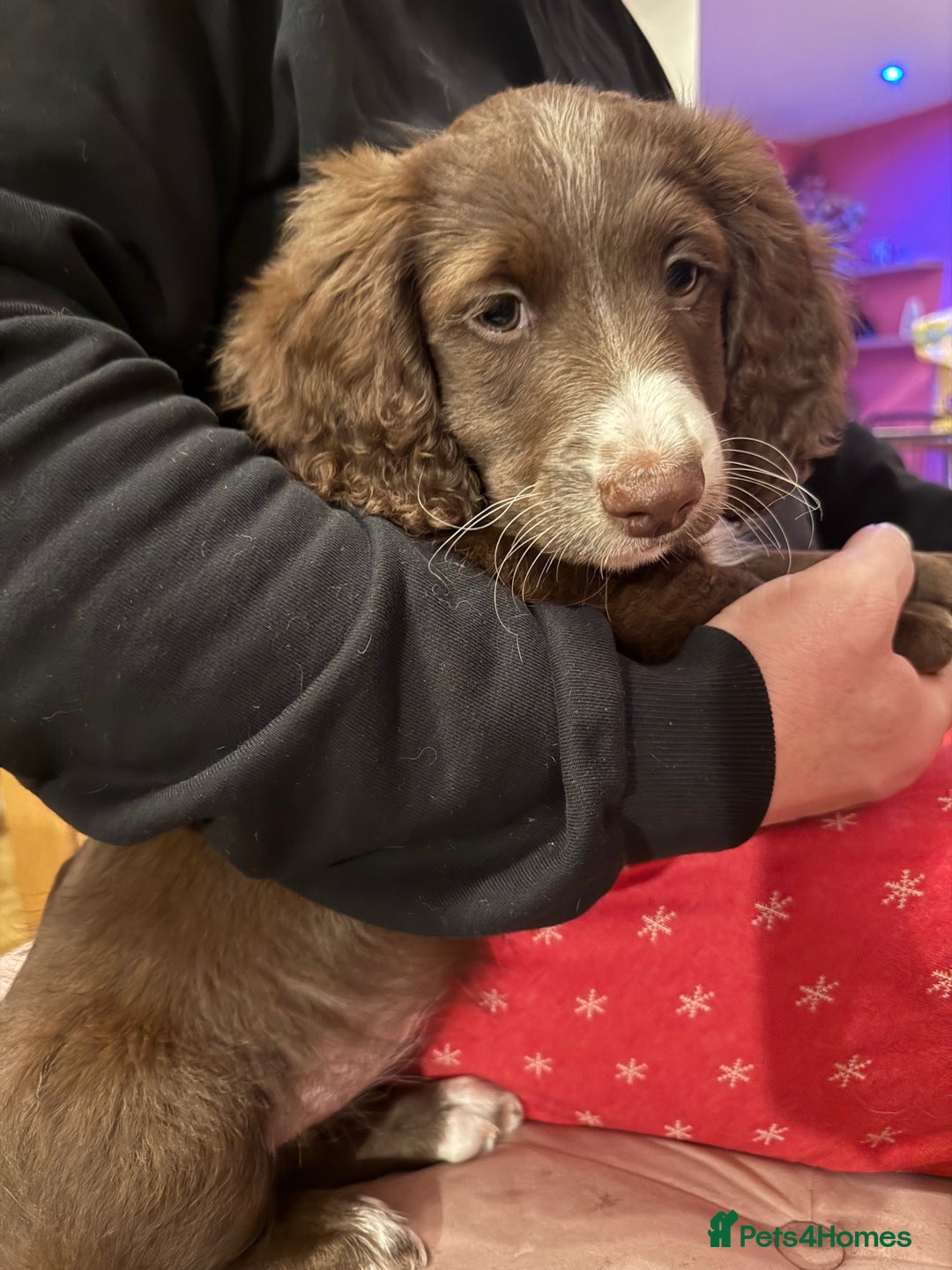 Mixed Breed dogs for sale: Doxie puppies  - Advert 33