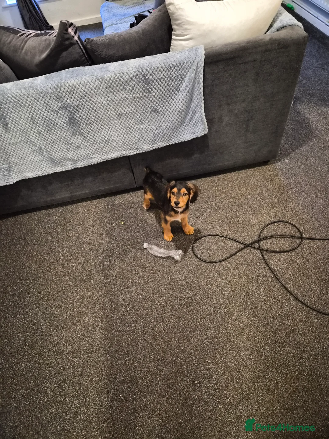 Mixed Breed dogs for sale: 15 week old male cocker  in Ashton-under-Lyne - Advert 6