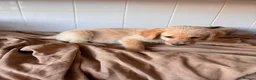 Labradoodle dogs for sale: 🐾 Beautiful Labradoodle Puppies 🐾 - Advert 13