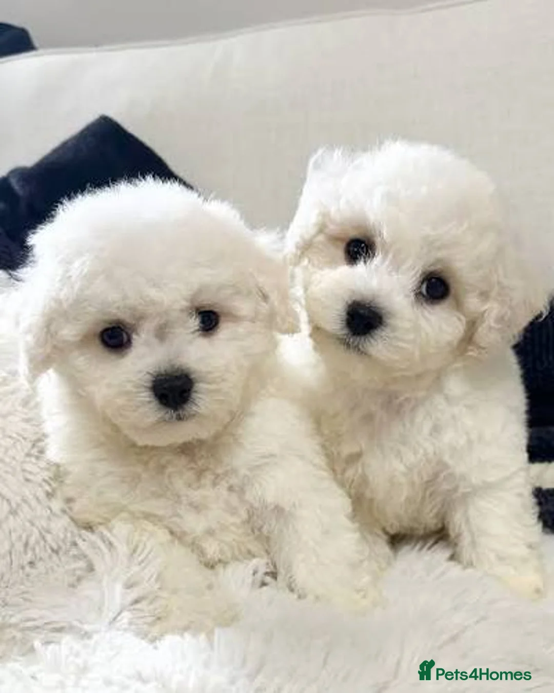 Bichon Frise dogs for sale: Two Bichon Frise Ready for their New Home in Coventry - Advert 1