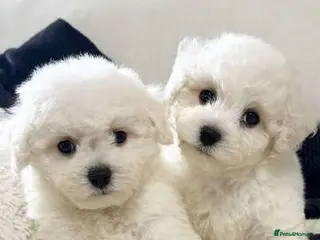 Bichon Frise dogs Two Bichon Frise Ready for their New Home - Advert 1