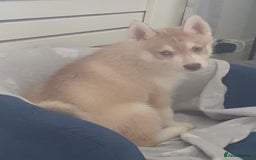 Siberian Husky dogs for sale: KC litter 5* rating by buyers REDUCED  - Image 24
