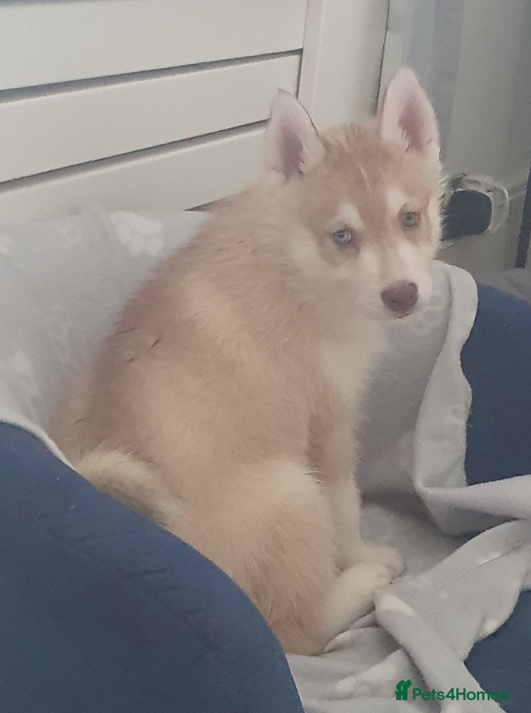 Siberian Husky dogs for sale: KC litter 5* rating by buyers REDUCED  - Image 24