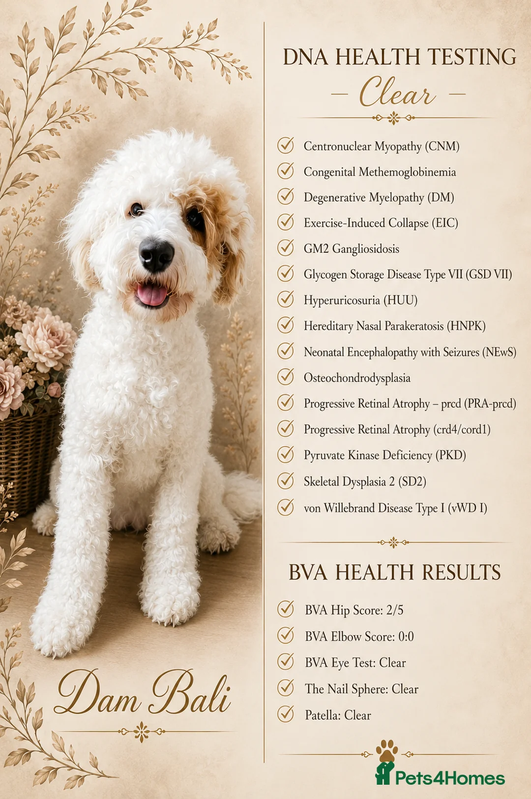 Australian Labradoodle dogs for sale: Multigeneration Australian Labradoodle due soon✨️ - Advert 2