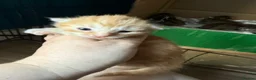 Norwegian Forest Cat cats for sale: 3 stunning half Norwegian kittens left - Advert 39