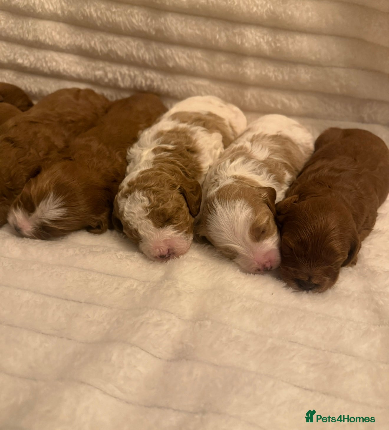 Cavapoo dogs Beautiful cavapoo puppies  - Advert 12