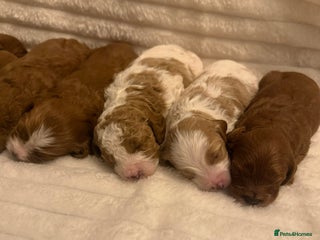 Cavapoo dogs Beautiful cavapoo puppies - Advert 3