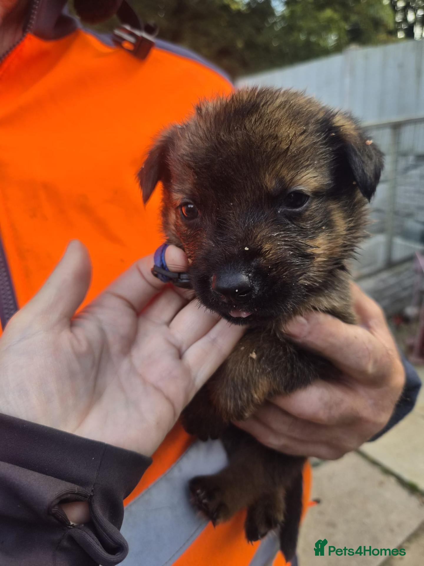 Mixed Breed dogs Puppies  - Advert 10
