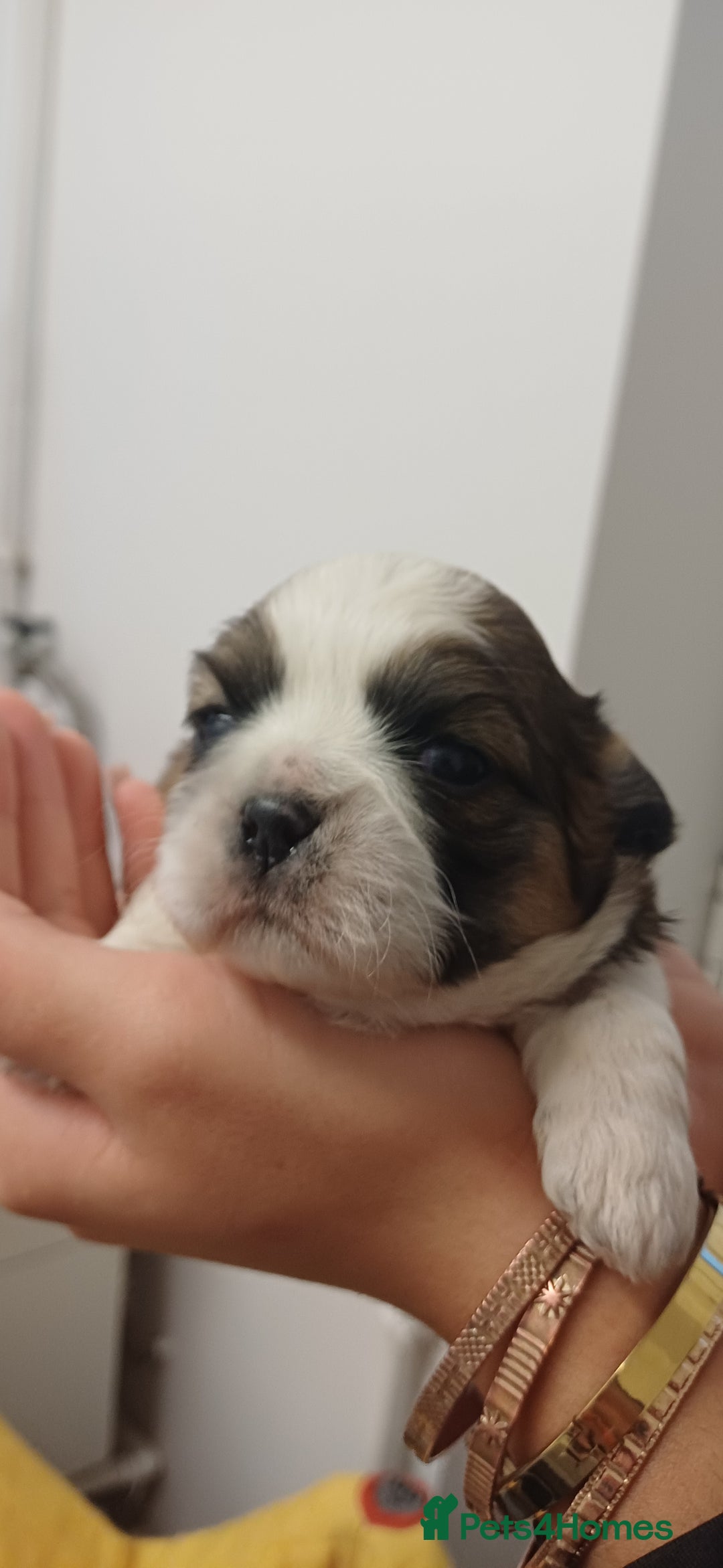 Shih Tzu dogs for sale: 3 lovely girl shih tzu puppies  - Advert 37