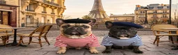 French Bulldog dogs for sale: 2 Male KC registered French Bulldogs - Advert 4
