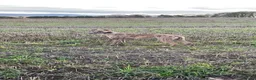 Mixed Breed dogs for sale: Lurches x saluki  - Advert 1
