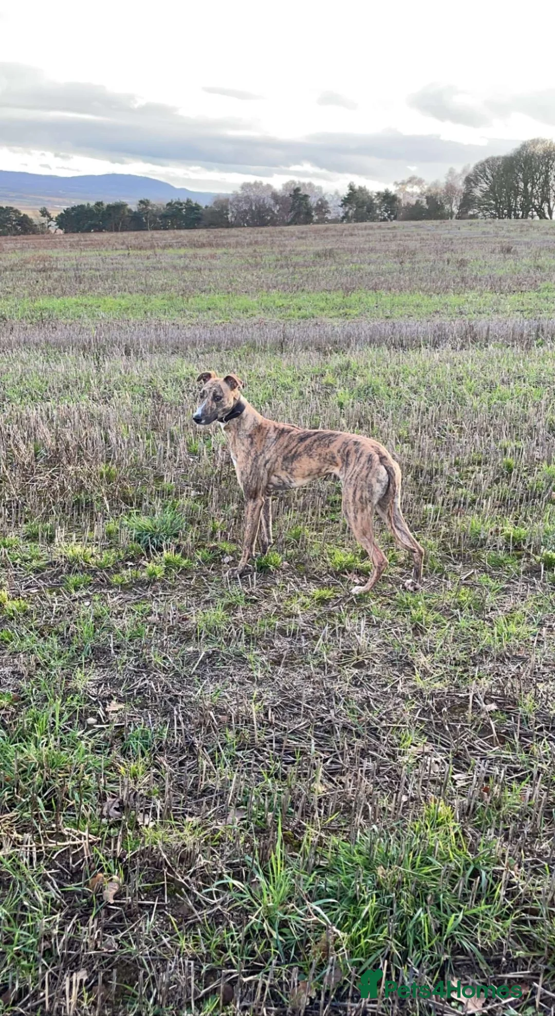 Mixed Breed dogs for sale: Lurches x saluki  - Advert 1