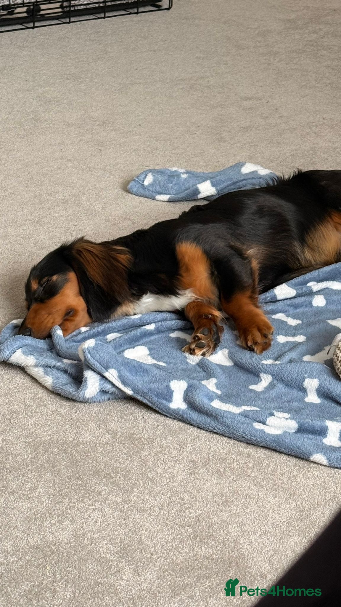 Dachshund dogs for sale: Long haired dachshund in Sittingbourne - Advert 3