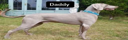 Weimaraner dogs for sale: Exceptional KC Registered Weimaraner Puppies in Abergavenny - Advert 12