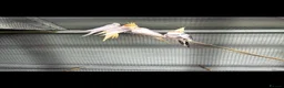 Cockatiels birds for sale: Stunning cockatiels  - Advert 2