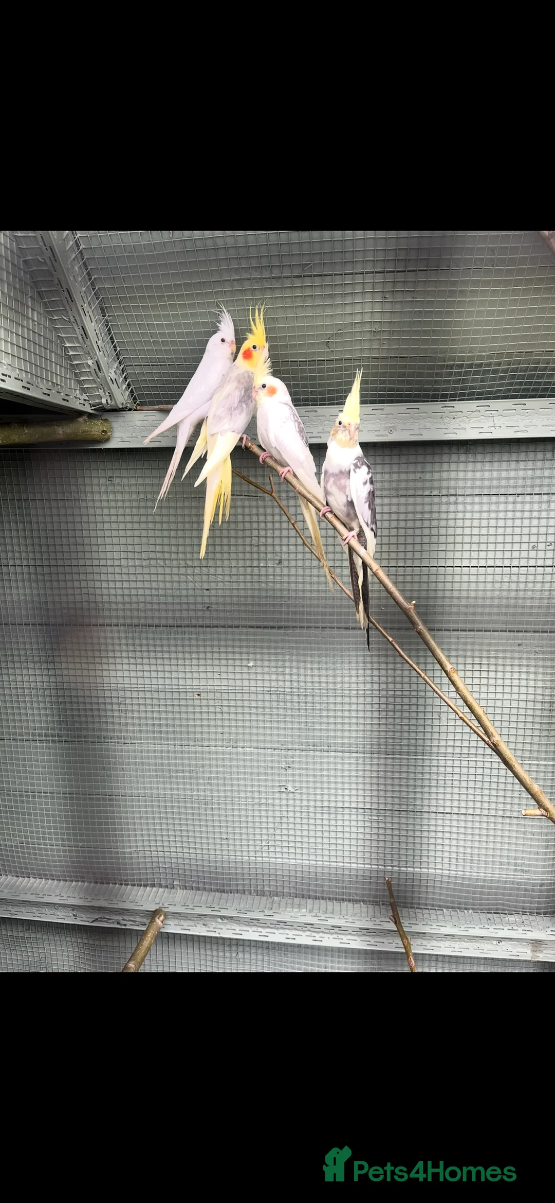 Cockatiels birds for sale: Stunning cockatiels  - Advert 2