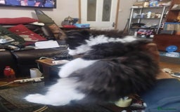 Mixed Breed cats for sale: Selling on behalf of my dad £10 each  - Image 1