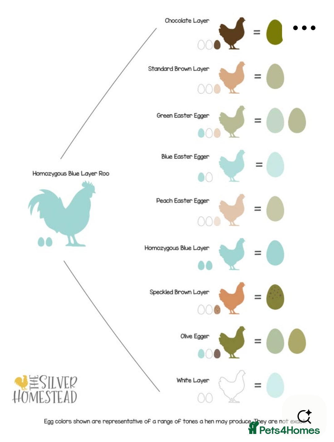 Chickens poultry  Fertile Hatching Eggs: Blue, Cyan, Green, Olive - Advert 2