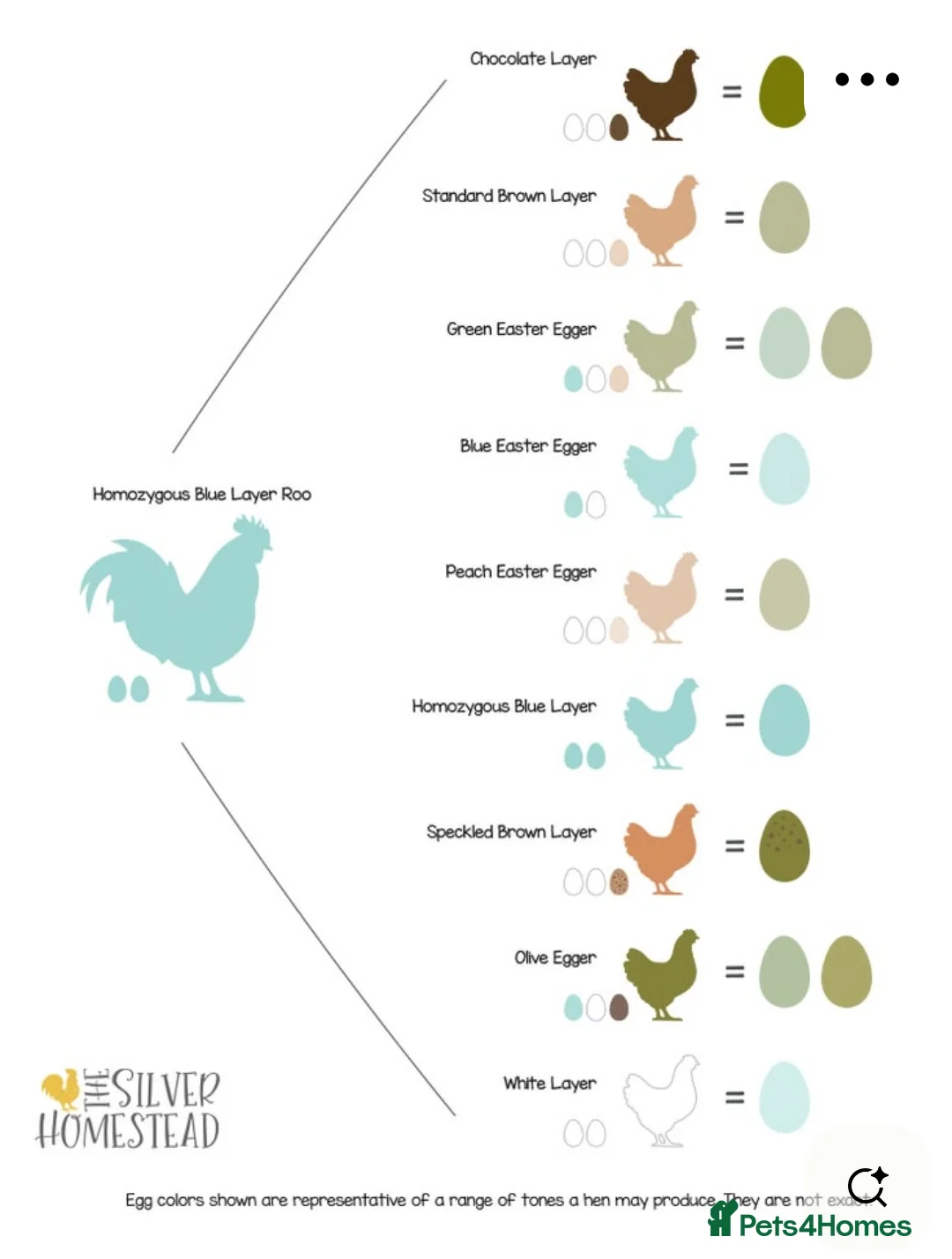 Chickens poultry for sale:  Fertile Hatching Eggs: Blue, Cyan, Green, Olive - Advert 2