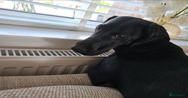Mixed Breed dogs - Advert 5