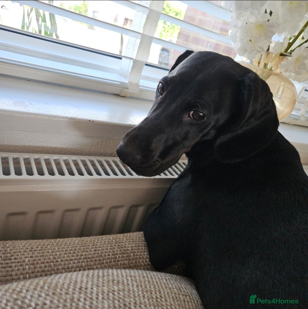 Mixed Breed dogs for sale: Meet Luna- your new best friend  - Image 3
