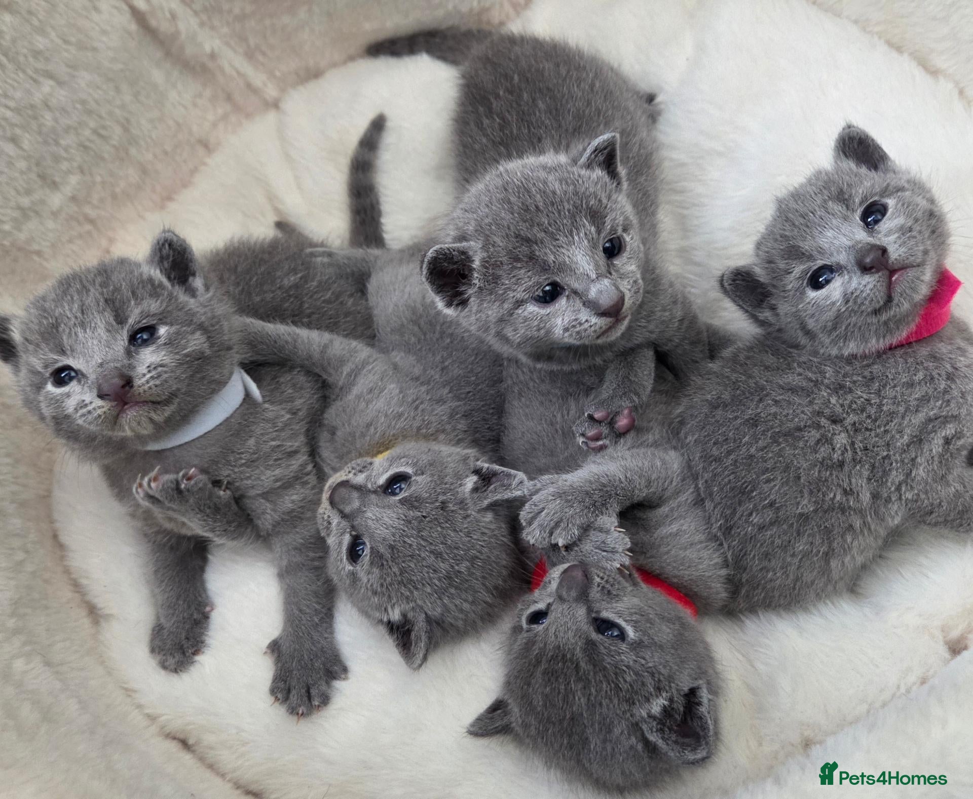 Russian Blue cats Purebred Russian Blue Kittens - Advert 1