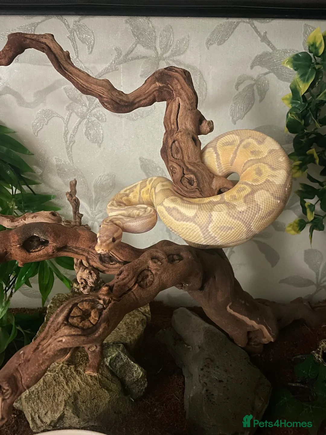 Python Snake reptiles for sale: firebelly x banana albino royal python - Advert 1