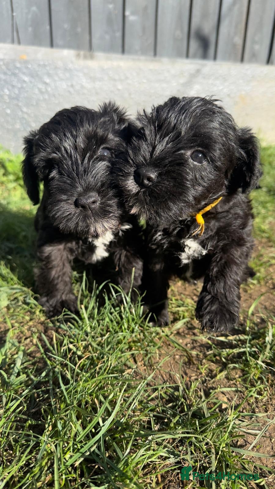 Miniature Schnauzer dogs for sale: Adorable KC registered Miniature Schnauzer Pupps - Advert 3