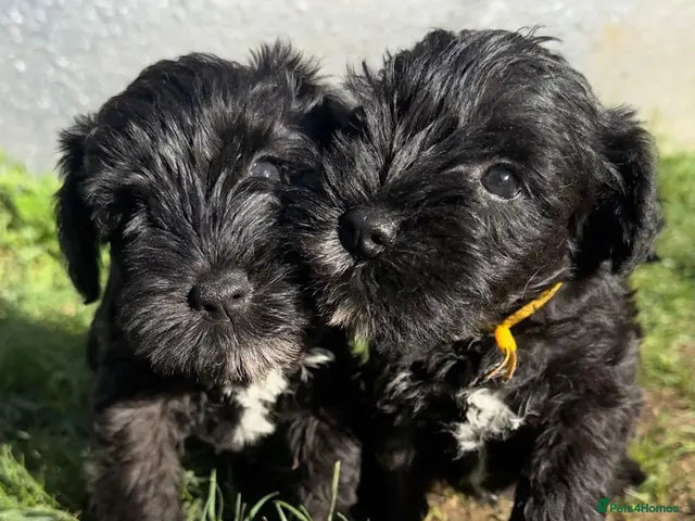 Miniature Schnauzer dogs for sale: Adorable KC registered Miniature Schnauzer Pupps - Advert 3