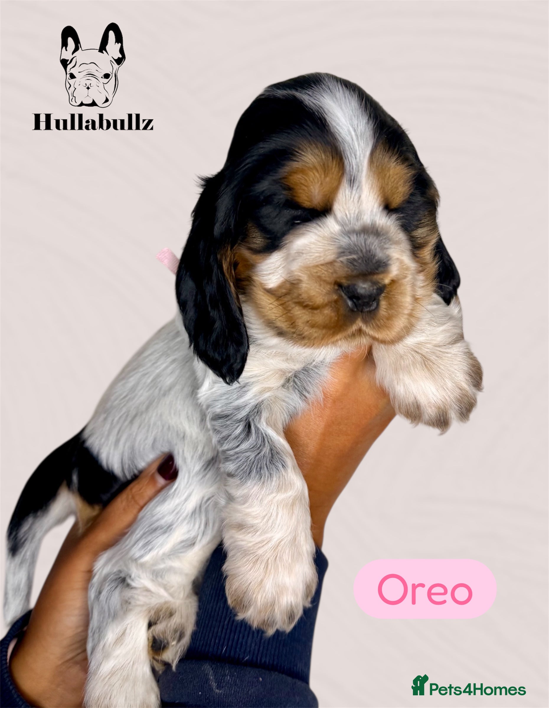 Cocker Spaniel dogs Health tested Cocker Spaniels - Advert 2