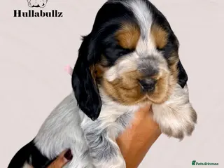 Cocker Spaniel dogs Health tested Cocker Spaniels - Advert 2