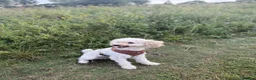 Miniature Poodle dogs for sale: Miniature poodle  - Advert 3