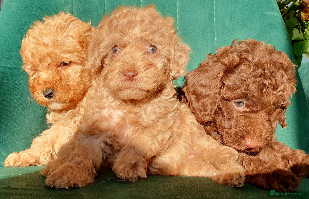Miniature Poodle dogs for sale: Miniature poodle  - Advert 1